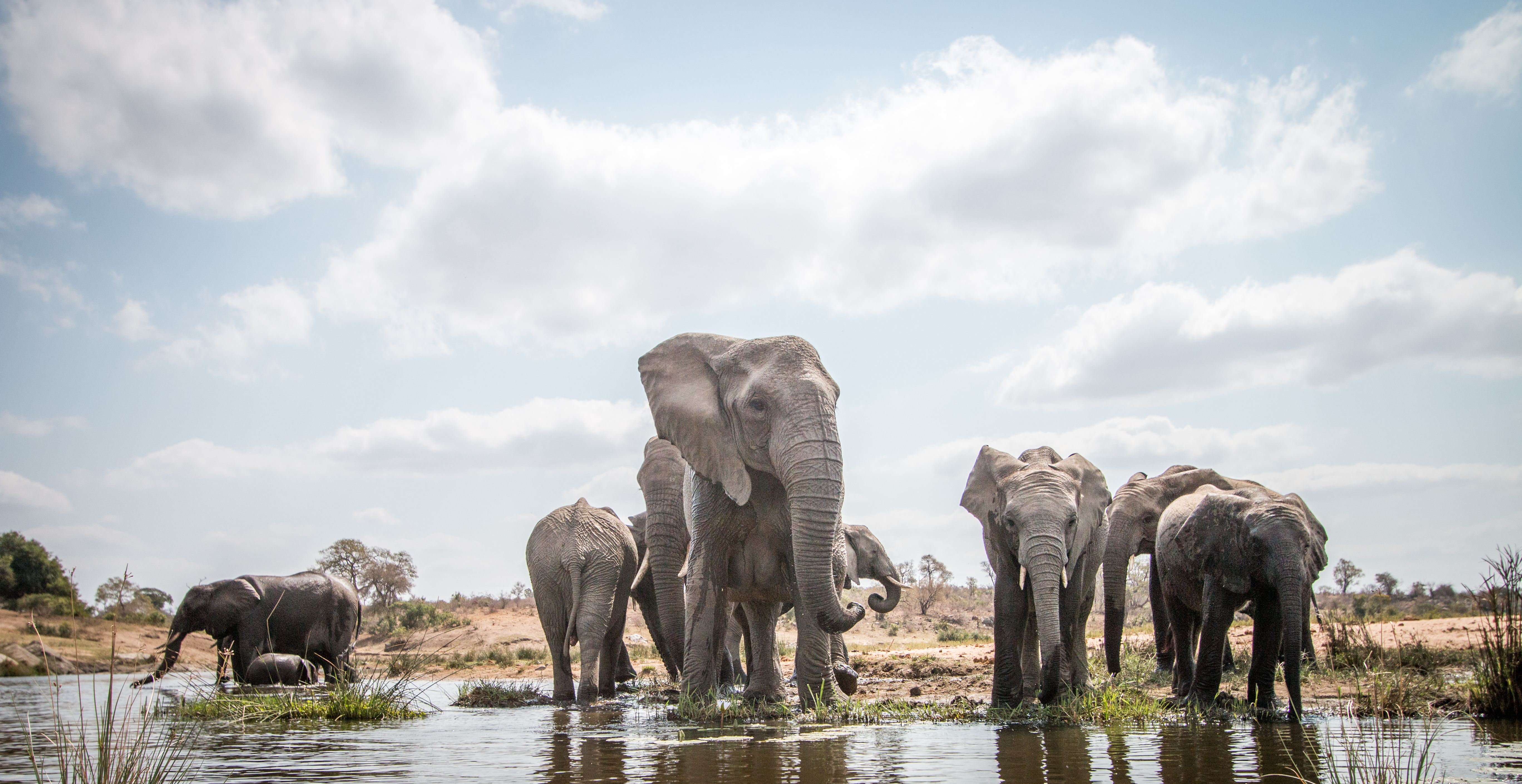 Elefantenfamilie am Wasser in der Savanne